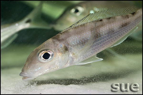 Grammatotria lemairii 'Katete'